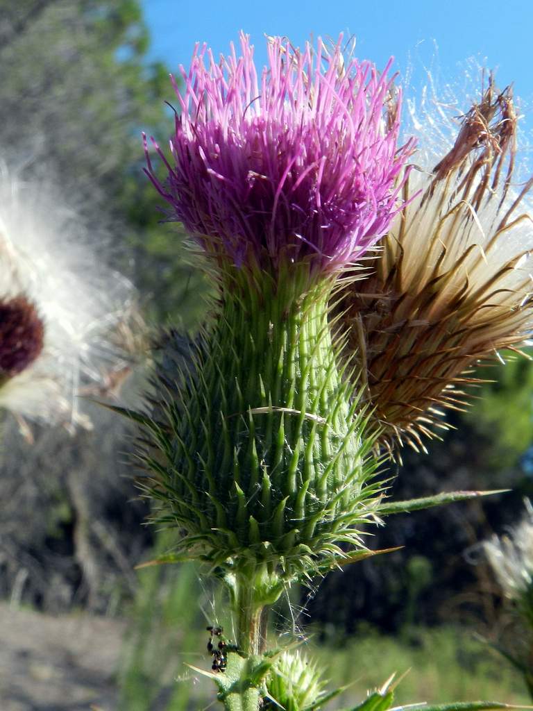 Cirsium vulgare